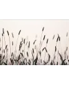Plakát Serene nr.3
