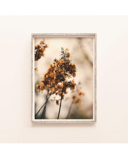 Plakát HYDRANGEA DRIED