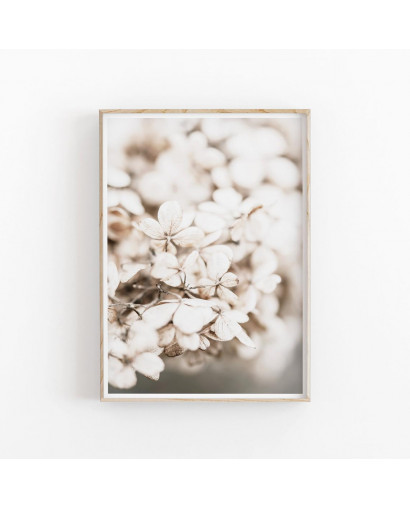 Plakát HYDRANGEA DRIED nr.2