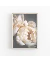 Plakát DRIED PEONY