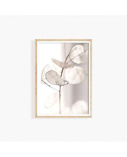 Plakát DRIED LUNNARIA