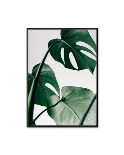 Plakát MONSTERA nr.1