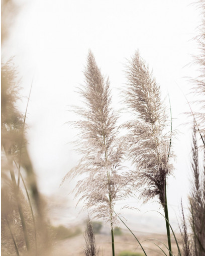 Plakát BEACH GRASS nr.2