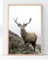 Plakát DEER nr.1