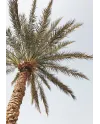 Plakát TROPICAL