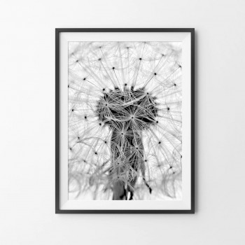 Plakát DANDELION nr.3