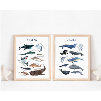 Sada plakátů SHARKS