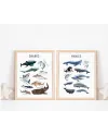 Sada plakátů SHARKS