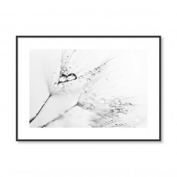 Plakát DANDELION nr.6