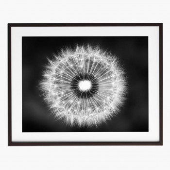 Plakát DANDELION nr.12