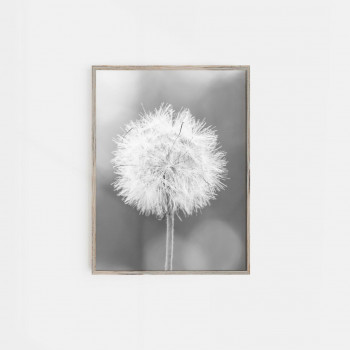Plakát DANDELION nr.15