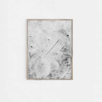 Plakát DANDELION nr.16